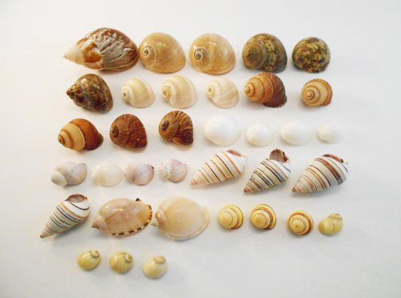 hermit crab shells