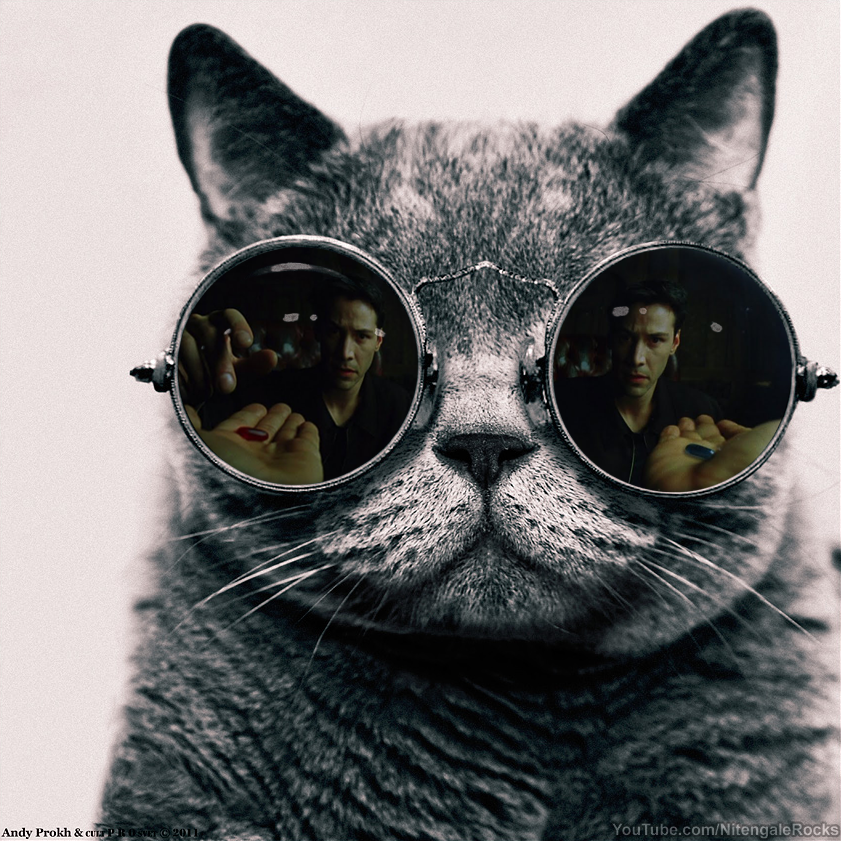 morpheus-cat.png