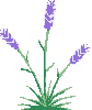 lavender